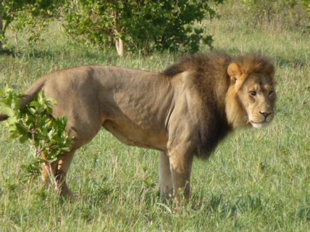 D3 Hwange lion.JPG